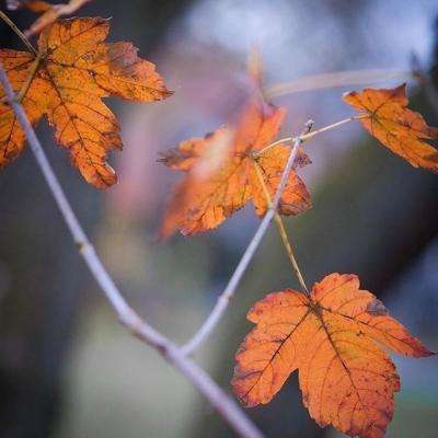 赢三张免费游戏app下载截图